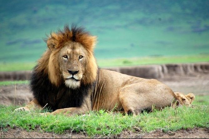Tanzania Day Tour to Ngorongoro Crater- Lowest Price - Tour Highlights