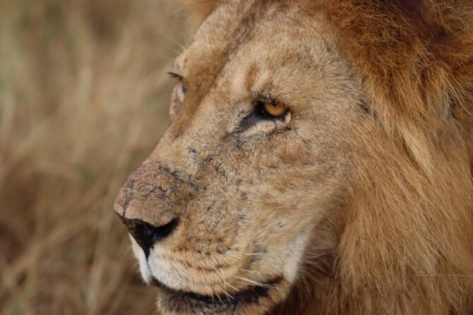 Two Days Trip to Selous/Nyerere National Park Fly From Zanzibar - Frequently Asked Questions