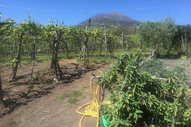 Vesuvius Wine Tour - Expectations