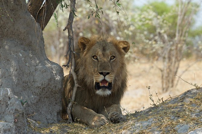 Victoria Falls Chobe Day Trip