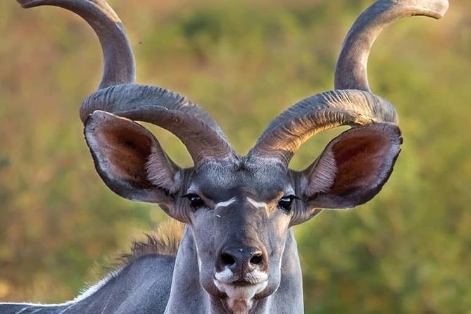 Victoria Falls to Chobe Park Day Tour Plus Boat Ride ! - Schedule