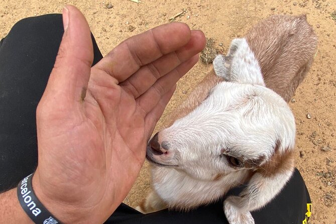 Wadi Rum Full Day Desert and Farm Tour - Directions