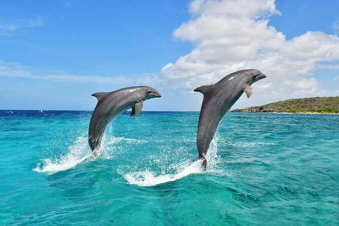 Wasini Dolphin Snorkeling - Reviews