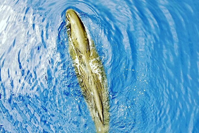 Whale Dream Ltd - Whale Watching and Swim With Dolphins - Cancellation Policy