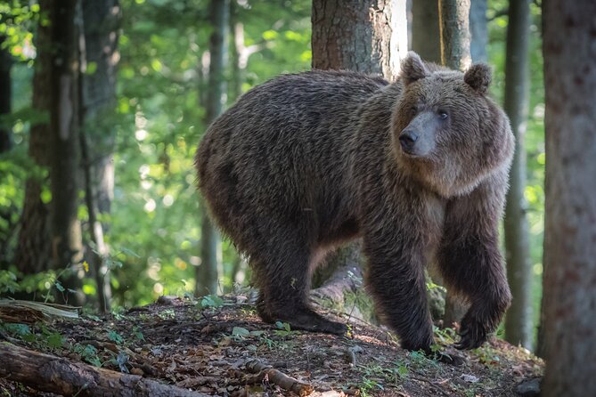 Wildlife Slovenia - Guided Bear & Bird Photography Tour - Inclusions
