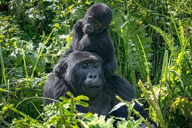 9-Day Private Uganda Wildlife Safari