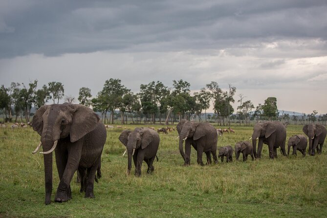 A Day Tour of Amboseli National Park at Mount Kilimanjaro Majesty - Good To Know