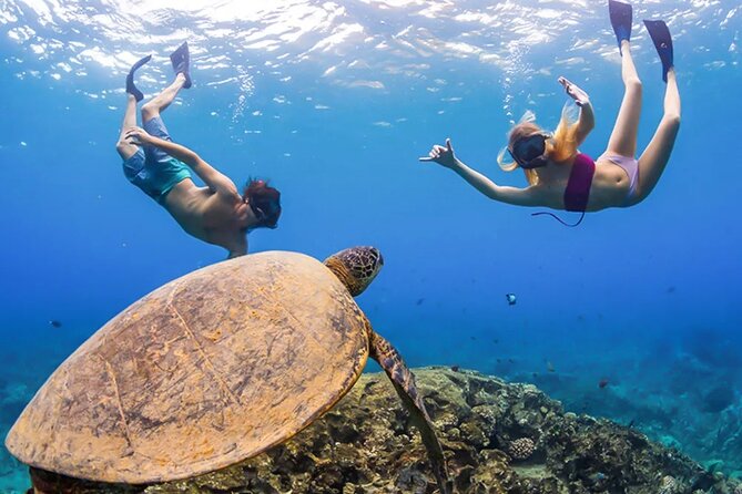 Abu Dabbab Over Day - Snorkel With Turtles & Dugong From Hurghada - Good To Know