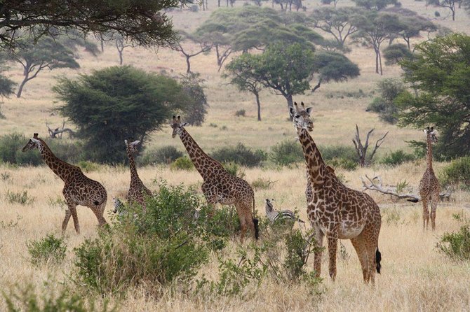 Affordable Short Tanzania Safari (2 Days Camping Safari)