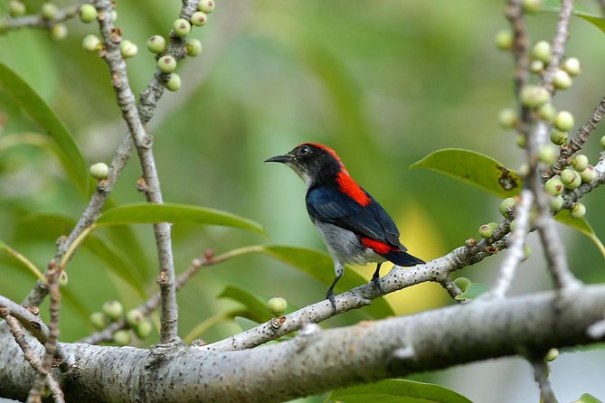 Afternoon Birdwatching Tour in Langkawi - Good To Know
