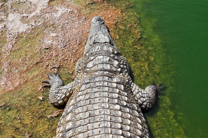 Agadir Crocoparc & Visite Souk Lhad Agadir Ticket Included - Good To Know