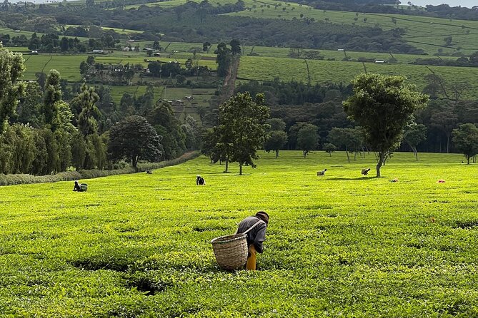 Agro-Tourism Tea Workshop in Nandi Hills - Good To Know