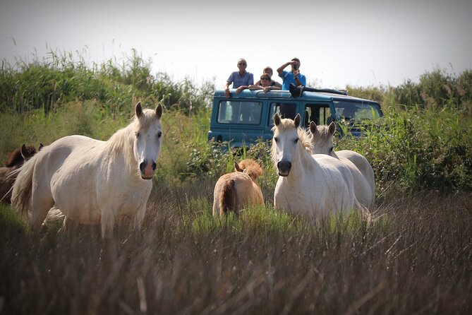 Aigues Mortes: 4x4 Photo Safari in the Camargue - Good To Know