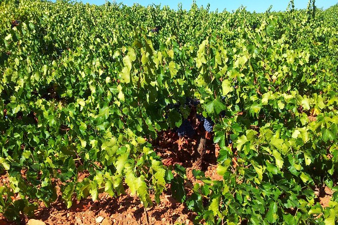 3 Best Wine Tours In Almeria