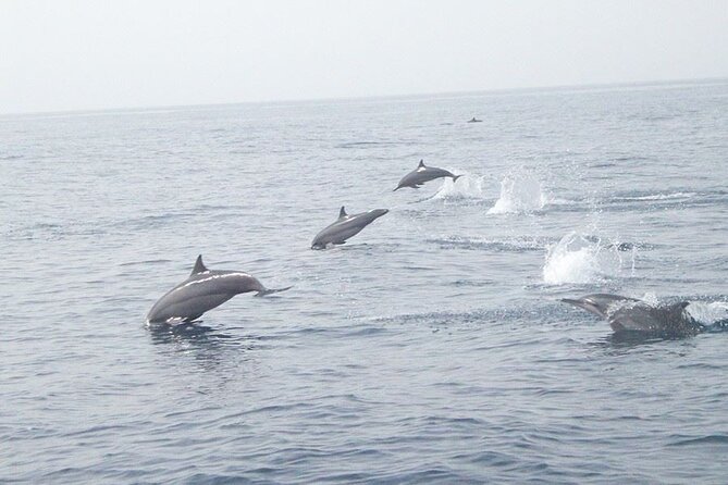 Amazing Dolphin Watching Tour In Muscat