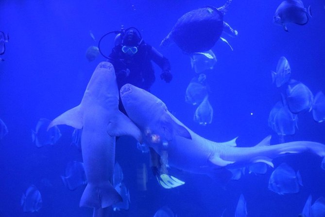 Amazing Tour To Grand Aquarium Hurghada With Transfer In Hughada - Good To Know