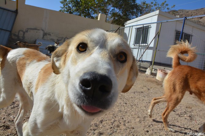 Aqaba Dog Shelter Conservation Experience