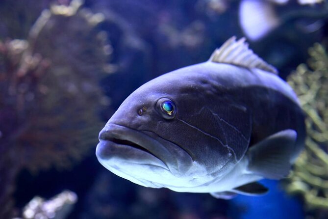 Aquarium & Face2face Wax Museum From Side - Good To Know