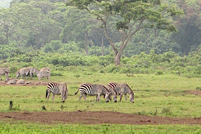 Arusha National Park Game Drive and Walking Safari Day Tour - Good To Know