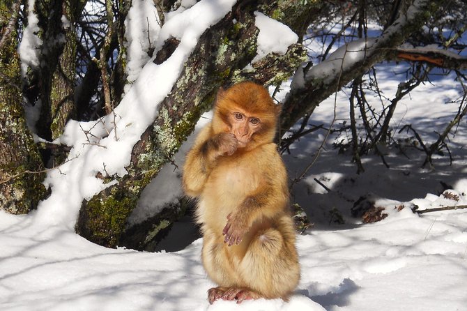Atlas Mountains, Morocco: Ifrane, Azrou, Monkey Forest, Full Day Tour From Fez - Good To Know