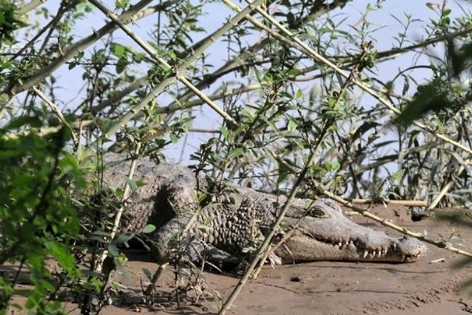 Awash National Park 2days 1night