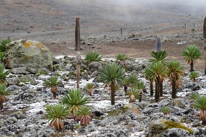 Bale Mountains National Park – 5 Day Tour - Day 2: Exploring Dinsho and Gaysay Grasslands