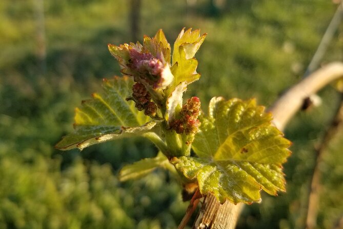 Become a Winemaker for a Day! - Good To Know