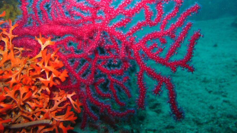 Beli - Discovery Dive - Instructor and Group Size