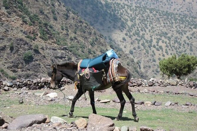 Berber Villages Trek: Explore the Authentic Moroccan Culture - Good To Know