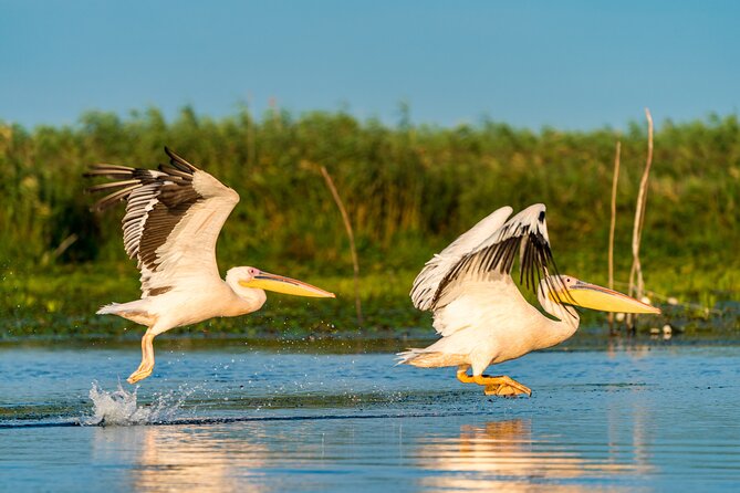 Bird Watching in Danube Delta - Private Day Tour From Bucharest - Good To Know