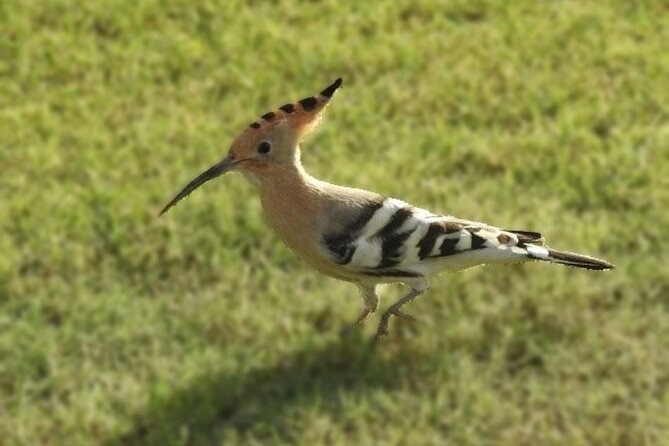 Bird Watching Tour Dubai - Good To Know