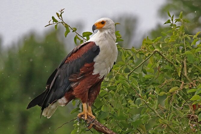 Bird Watching Tour To Nairobi National Park - Tour Location