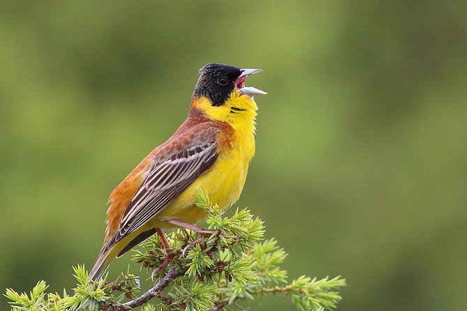 Birds, Nature and Sightseeing Tour Around the Varna - Beloslav Lake