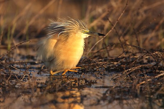 Birds, Nature and Wine Tour From Nessebar or Bourgas - Good To Know