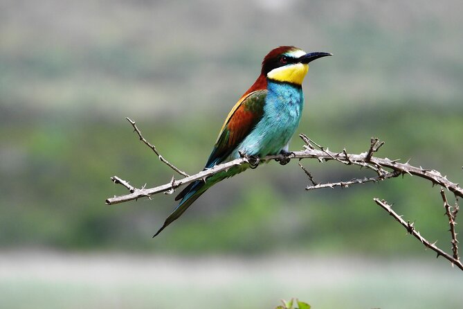 Birdwatching Albania