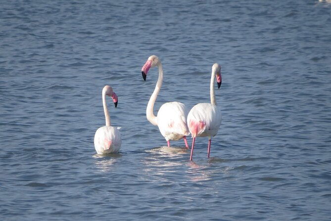 Birdwatching in Narta Lagoon From Vlora (3-6 Pax) - Location and Group Size