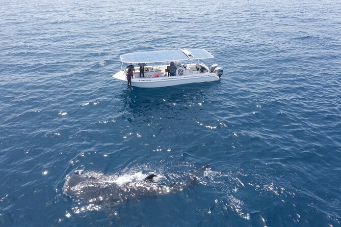 Boat Trip and Snorkeling at Daymaniyat Island