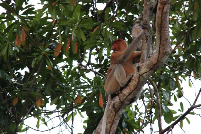 Borneo (Klias) River Cruise & Fireflies Tour - Good To Know