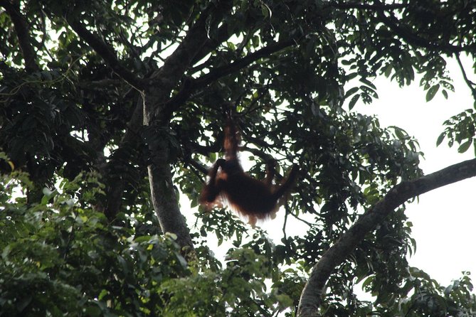 Borneo Wildlife Tour 3 Days 2 Nights At Tanjung Bulat Jungle Camp Kinabatangan - Good To Know