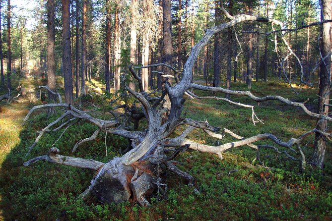 Bushcraft Adventure in Kiruna - Kiruna, Sweden Adventure Overview