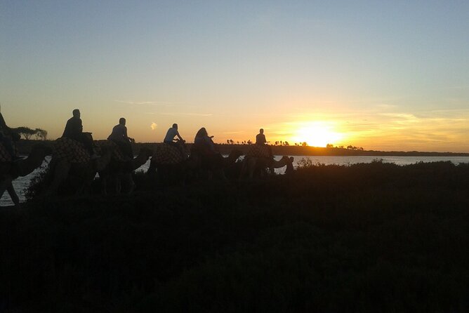 Camel Barbecue Sunset Agadir City