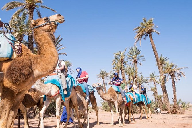 Camel Ride Near To Marrakech - Location and Pickup