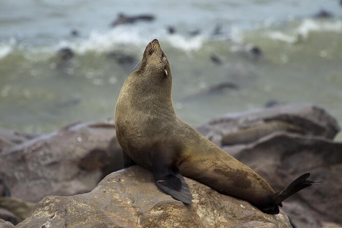 Cape Cross Seal Colony Tour From Swakopmund, Namibia - Good To Know