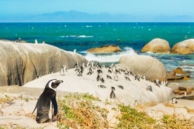 Cape Peninsula Day Tour