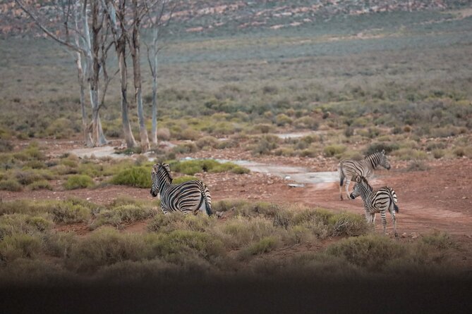 Cape Town Afternoon Safari With Transport and Lunch - Pickup Information