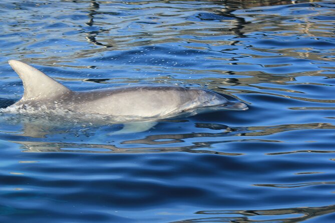 Capo Figari: Dolphin Sighting From Olbia - Good To Know