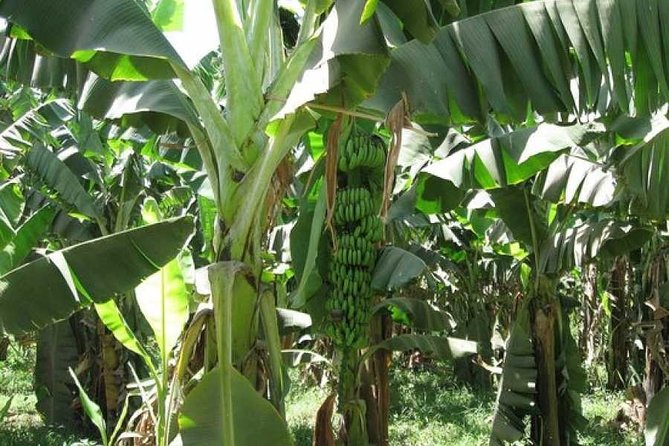 Cheap Trip to Banana Island - Good To Know