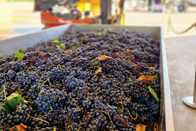 Chianti Wine Tastings and Visit to 3 Cellars With Lunch&Transfer - Good To Know