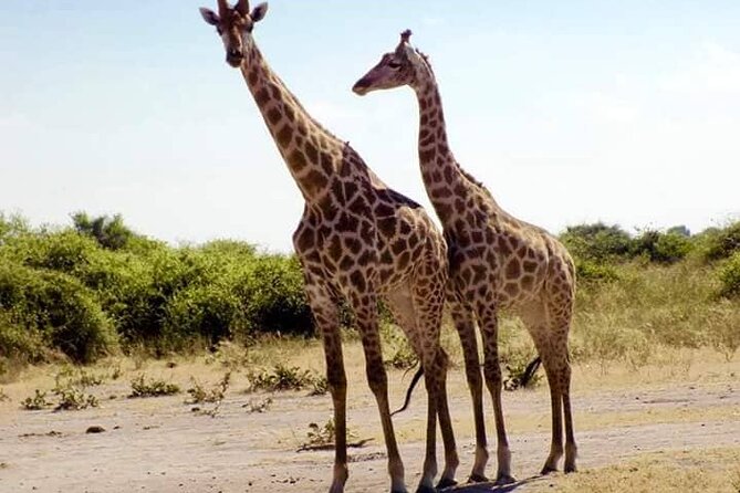 Chobe Day Trip Botswana - Inclusions and Exclusions