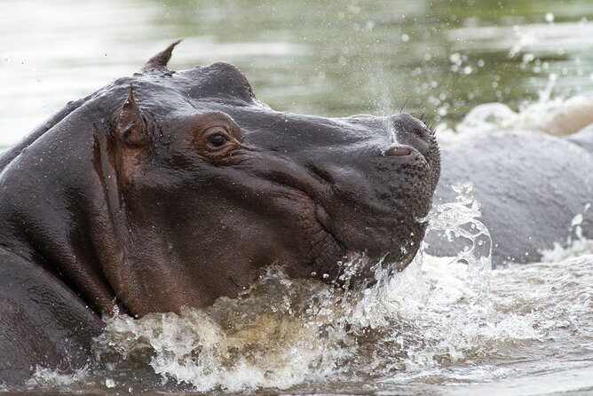 Chobe Day Trip From Victoria Falls - Good To Know